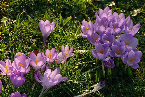 Amazing Gorgeous Varieties of Purple Flowers
