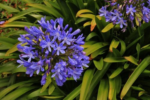 Flowers that Attract Butterflies 17