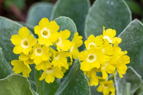 Yellow Flower Types for yard