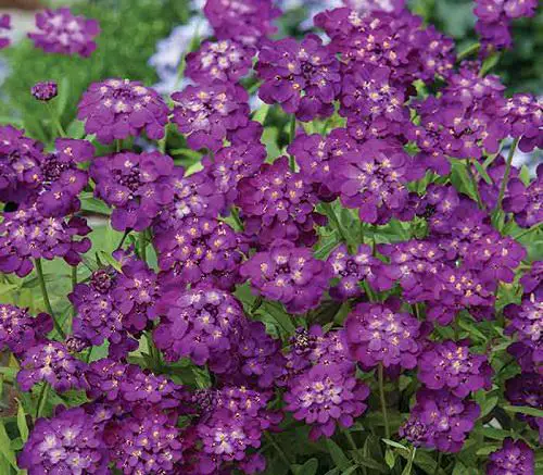 Purple Flowers