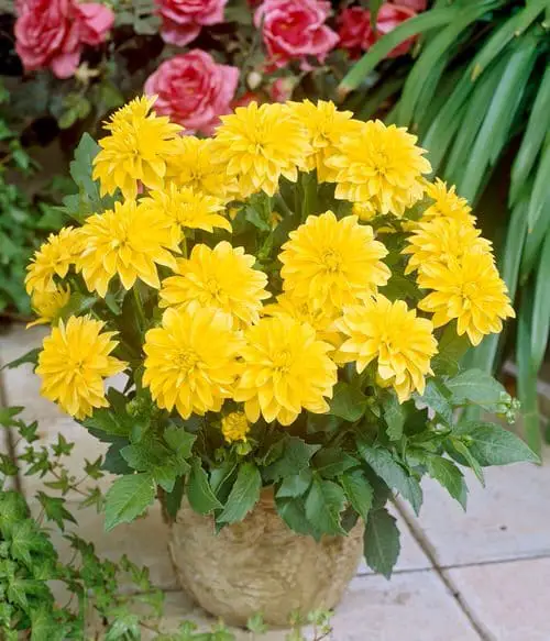 Types of Yellow Flowers for Garden