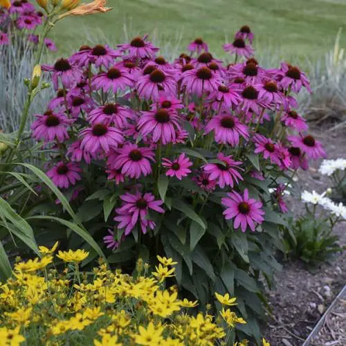 Varieties of Purple Flowers