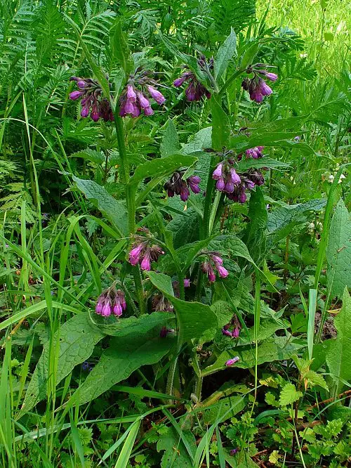 Varieties of Purple Flowers