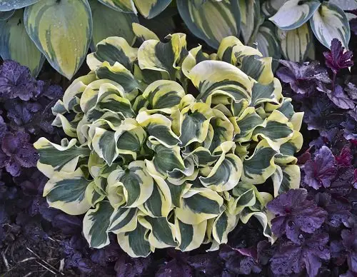 Types of Hostas 41