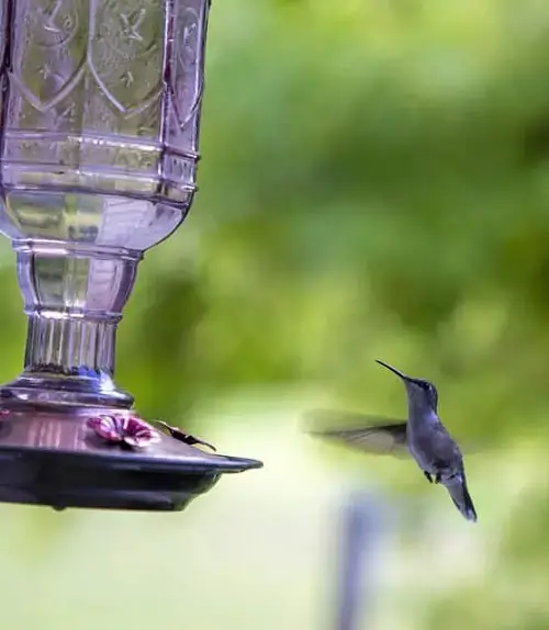 Antique Glass Hummingbird Feeder