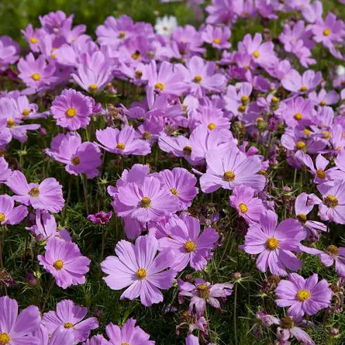 best Varieties of Purple Flowers