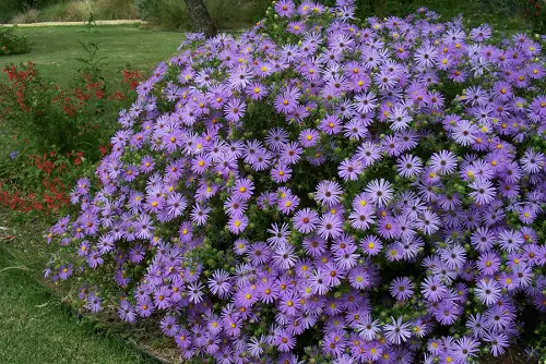 Plants That Can Withstand Deer Damage