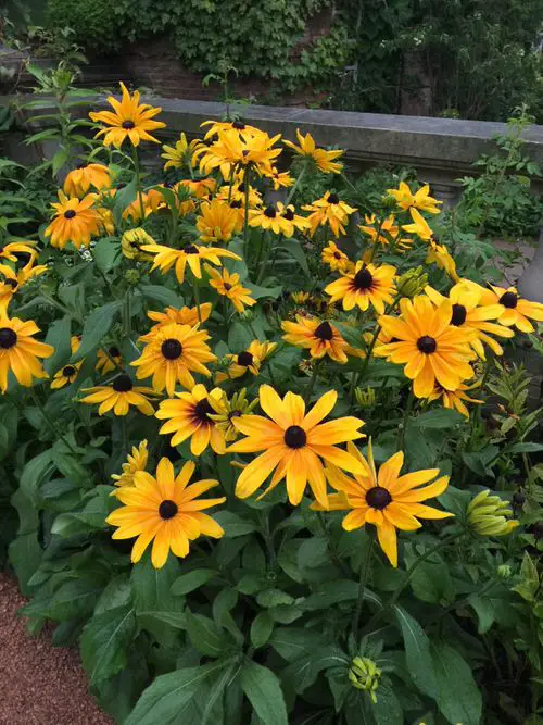 best Types of Yellow Flowers for Garden 