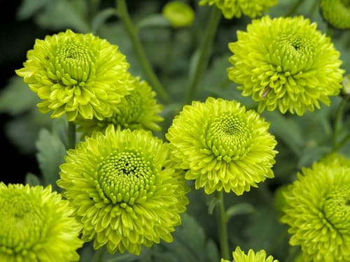 Amazing Types of Green Flowers