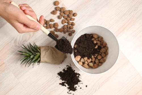 Succulent Repotting Tips 2