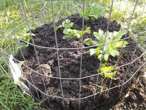 Best Ways to Grow Potatoes 18