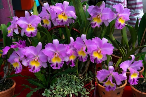 best Varieties of Purple Flowers