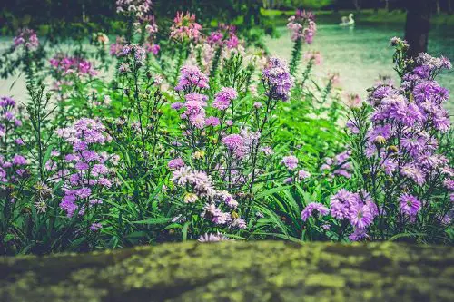 Purple Flowers 