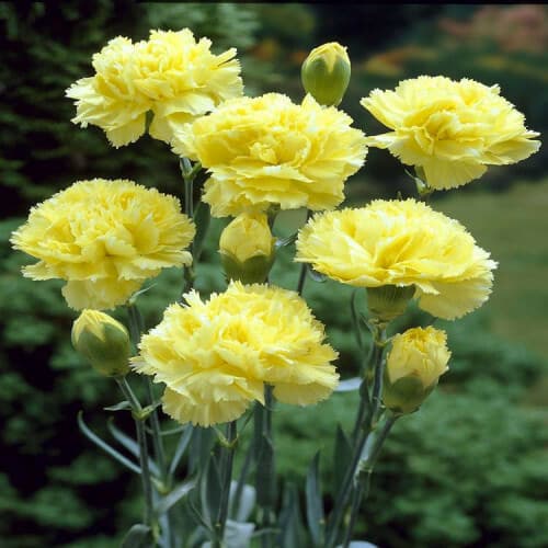Yellow Flower Types for Gardens 