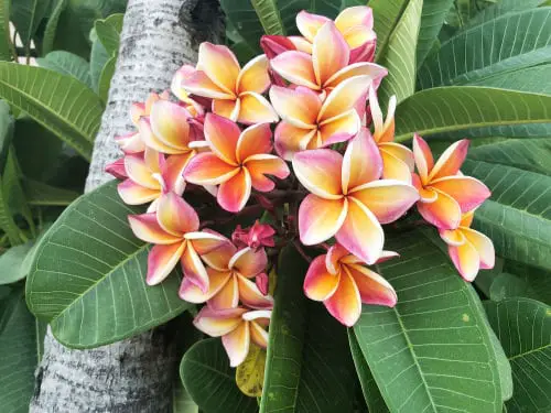 Frangipani - Orange Flowers