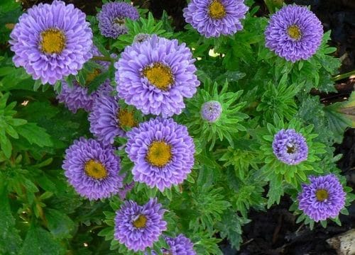 Varieties of Purple Flowers in yard