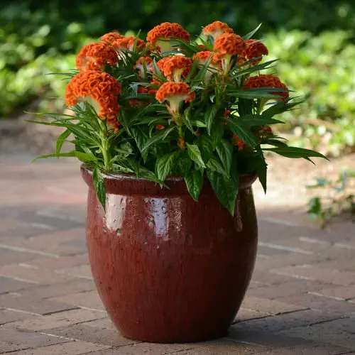 Cockscomb - Orange FLowers