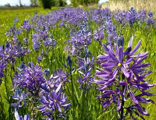 Beautiful Purple Flower Types 
