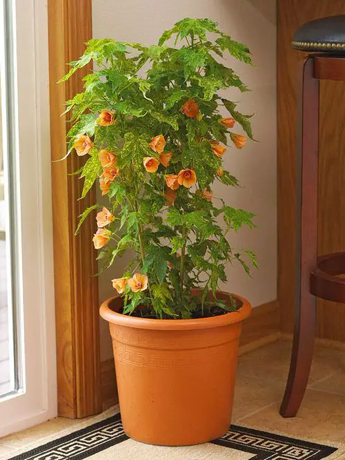 Flowering Maple