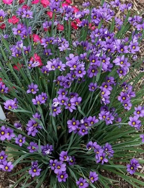 top Beautiful Purple Flower Types 