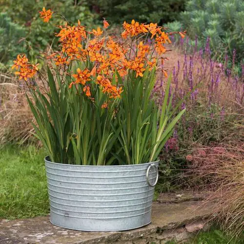 Montbretia