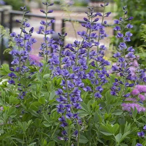 amazing Beautiful Purple Flower Types 