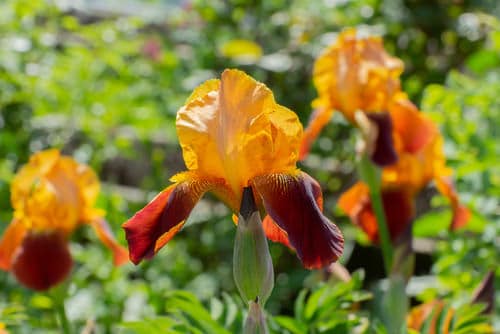 Iris - Orange Flowers