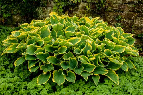 Types of Hostas 46