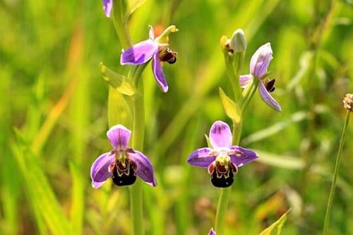 Purple Flower Types 