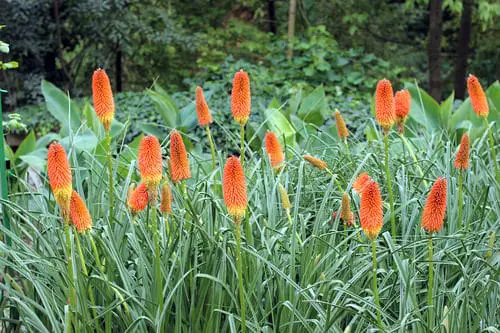 Red Hot Pokers - Orange Flowers
