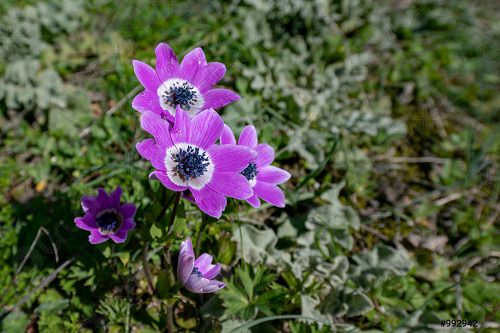 Purple Flower Types for garden 