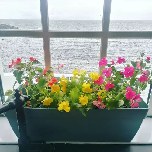 Types of Yellow Garden Flowers