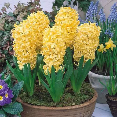 Yellow Flower Types for backyard