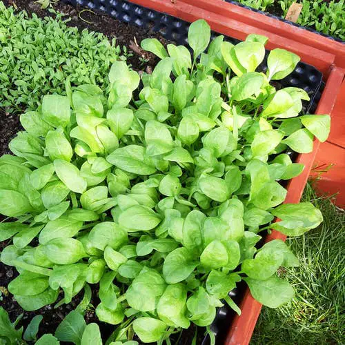 Best Companion Vegetables Plants for Eggplants