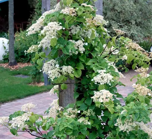 Plants for North Facing Balcony Garden 3