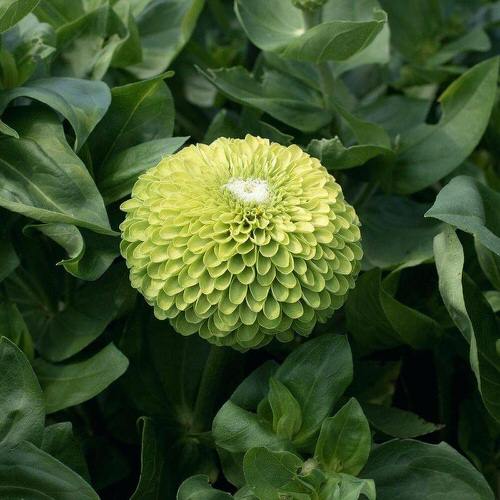 beautiful Types of Green Flowers