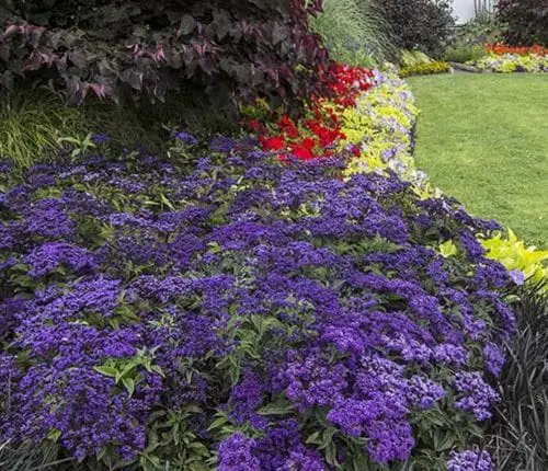 Plants That Resist Deer That You Can Grow