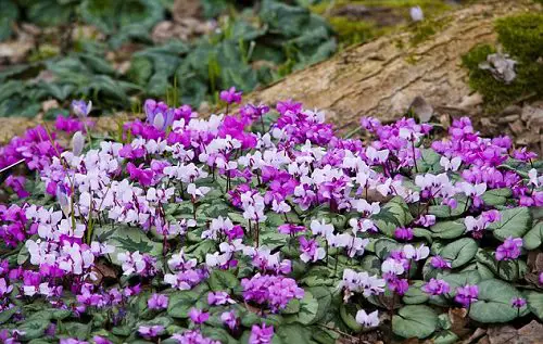 Purple Flower Types