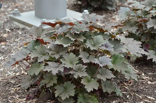 top Different Types of Heucheras
