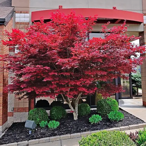Trees With Red Leaves 5