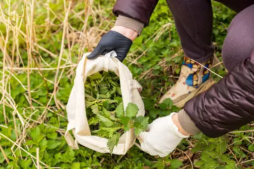 Natural Ways to Kill Aphids 25