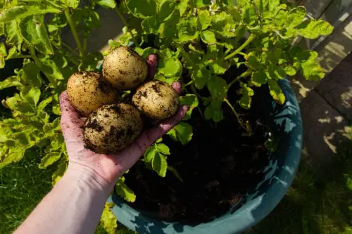 Things to Grow for Tastiest Burger Ever 3