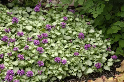 Best Lamium Varieties 3