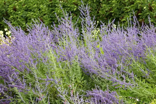 Flowers that Attract Butterflies 3
