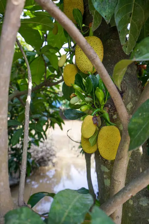 top Delicious Vegetables that Grow on Trees