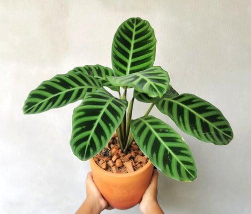 Zebra Calathea