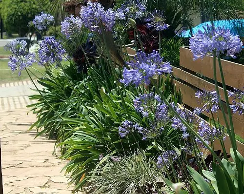Purple Flower Types near fence 