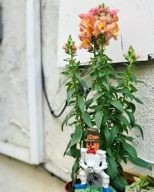 Orange Snapdragon - Orange Flowers