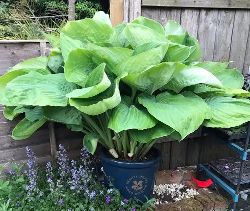 Types of Hostas 48