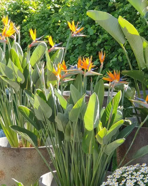 best Types of Yellow Flowers for Garden
